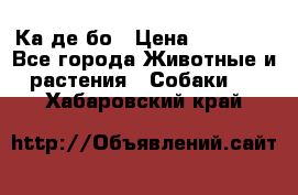 Ка де бо › Цена ­ 25 000 - Все города Животные и растения » Собаки   . Хабаровский край